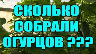 Огурцы Амур f1 в теплице ОТЗЫВЫ.  Сколько собрали огурцов с 3 соток ?  Выращивание огурцов