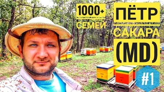 #Пасека 1000+ семей: #пчеловодство Петра Сакара (Молдова)