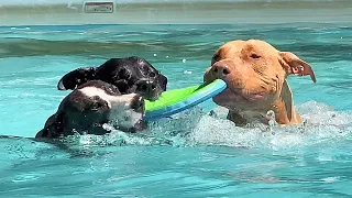 Big Pool Open for Adopted Rescue Dogs