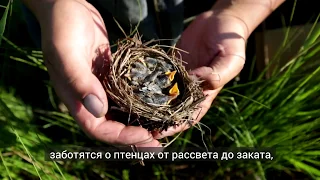 Первое в мире переселение вертлявой камышевки