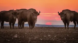 Czas na Podlaskie. W kontakcie z naturą | Puszcza Białowieska i Dolina Bugu