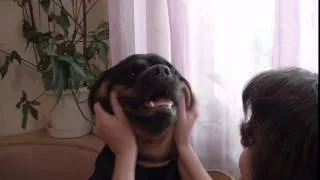 Злой ротвейлер (angry Rottweiler)