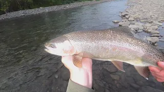 2020/21 Trout Fishing Season | Crystal clear water | Hawke's Bay, New Zealand