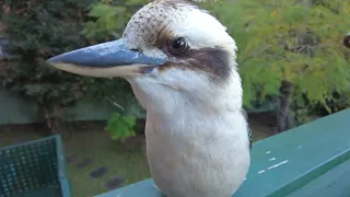 4K Viewing Of A Kookaburra. Part XI.