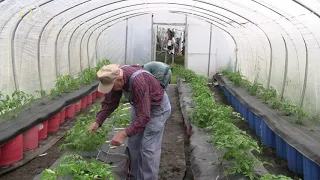 30 Day Followup On Tomatoes  Ep 76