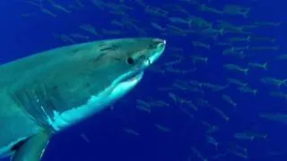 Shark Weekend - Great White Shark