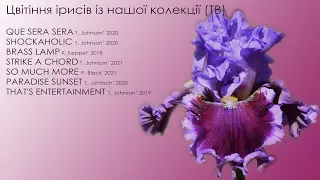 Цвітіння ірисів із нашої колекції (TB) 2023, ч. 3