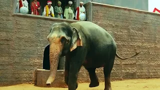 Jodhaa Akbar hrithik roshan fiting with elephant