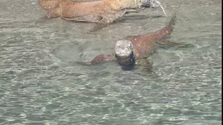 Komodo Dragons - All Star Liveaboards Dive Vacation