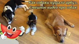 Funny dogs eat watermelon. Как собаки кушали арбуз. Смешное видео про собак