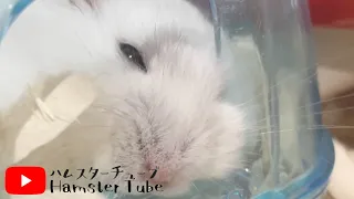 寝落ち寸前のハムスターは最終的に…【Hamster that seems to fall asleep】#shorts