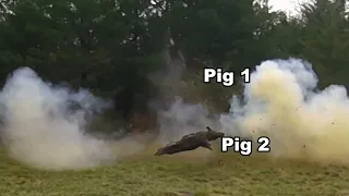 Tannerite Hogs