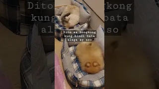 Hindi nawawala ang aso sa mga chinese. maswerte daw sa kanila ang aso #shorts #video #dog