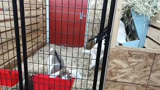 Welcoming A New Little Boy for Gigi and clean pens in the  goat barn vlog 165