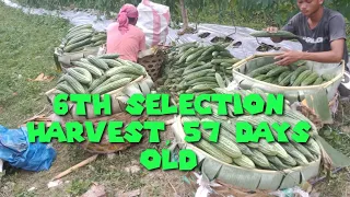 6TH SELECTION HARVEST @ 57 DAYS OLD AMPALAYA / BITTTER GOURD