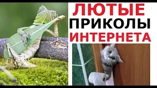 Лютые приколы интернета. Ящерица - гитарист!