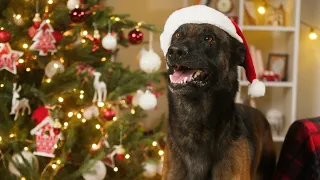 Adorable dog waiting up for Santa - Merry Christmas status video - Christmas whatsapp status