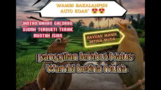 SUARA WAMBI BETINA, WAMBI BETINA PANCINGAN BAHAN, RAYUAN MANIS WAMBI BETINA MUDA