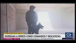 “Sirius” y “ Draco” perros paracaidistas de la Brigada de Operaciones Especiales “Lautaro”