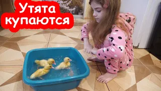 VLOG Утята купаются