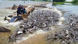 Unbelievable This Catching on The Road Flooded 2021 - OMG! A lot Catfish Swimming on The Road