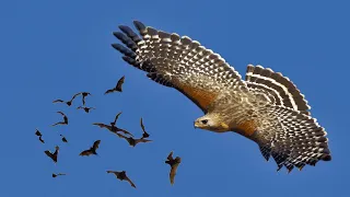 Hawk Hunting Bats In The Sky