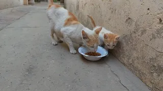 Aggressive Mother Cat Blocking My Way Hissing And Asking Food for Me