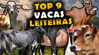 AS 9 PRINCIPAIS RAÇAS DE VACAS DE LEITE NO BRASIL - ATUALIZADO - RAÇAS DE VACAS LEITEIRAS