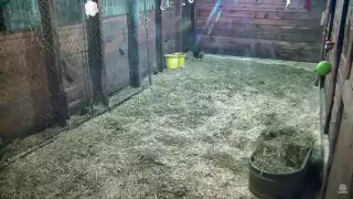 Owl catches rat (w. sound)