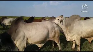 Top brahman Bulls for this year's production sale at the KROON VEE bull Stud