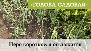 Голова садовая - Перо короткое, а он ложится