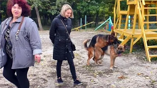 Gorgeous groom Ride and his bride Irma. German Shepherds, first acquaintance. Odessa.