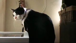 Cat plays guitar to wake up his owner