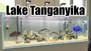 NBA Coach's Beautiful New Lake Tanganyika Aquarium