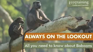 Learn the facts: Baboons are always on the lookout!