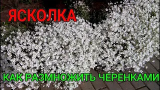 👩🏻‍🌾🌺 ЯСКОЛКА ВОЙЛОЧНАЯ. КАК ЛЕГКО РАЗМНОЖИТЬ ЧЕРЕНКАМИ