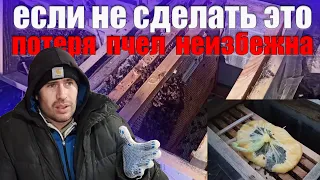 Пчеловодство подкормка пчел зимой, насколько это важно. Пчелиный подмор количество после зимовки