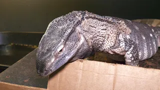 GIANT MONITOR LIZARDS Eat Turkey!!! FEEDING Savannah and Black Throats!!