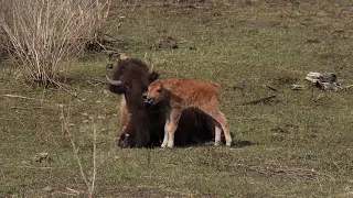 Bison Babies Broadcast 1 of 3