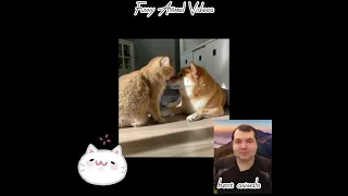 Funny animals 2023😆 - Funniest Cats and Dogs Video🐕🐈21 #shorts