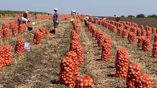 Як отримати Гарний врожай ЦИБУЛІ. Коли садити озиму Цибулю. Технологія вирощування Цибулі