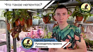 Что такое непентес? 🤔