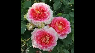 Роза Сезар (Cesar) или Цезарь ,повторное цветение в сентябре