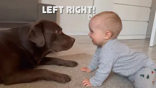 Cutest Crawl Ever! My Baby Tries to Teach Our Dog How to Crawl!