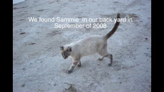 Tribute to Sammie,  our Lynx Point Siamese