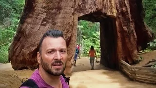 Yosemite • WALKING THROUGH TREES! Giant Sequoias