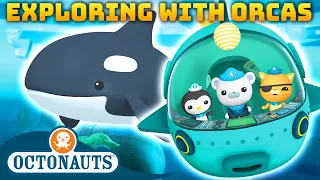 @Octonauts -  🤿 Exploring with Orcas 🐳 | 70 Mins+ Compilation | Underwater Sea Education for Kids