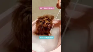 🐶 Cute puppy Funny  Cute Dog Pomeranian 😍 #FunnyPuppytiktok # 172