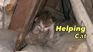 Helping a Cat in Raising her Kittens / Cat gave birth on roof
