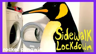 ROCKET PENGWIN Quarantine Day in the Life | making eggs, producing music | Sidewalk Lockdown